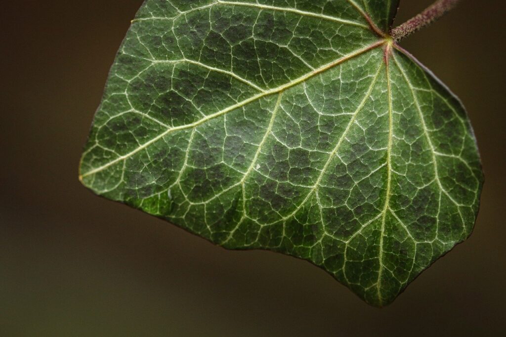 ivy, leaf, plant-7909650.jpg